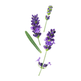 Lavender Flower Water